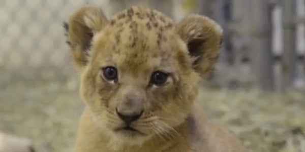 Real Talk: Walking with Lions (While on my Period)