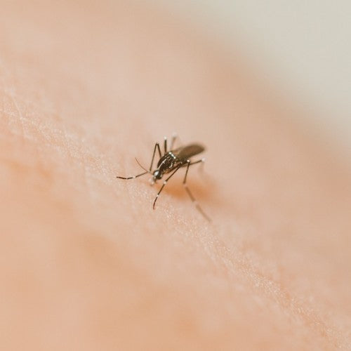 What's the Deal with the Zika Virus?